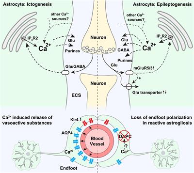 Astrocytic Ca2+ Signaling in Epilepsy